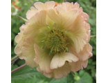 Гравилат(Geum)