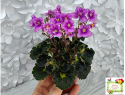 LV-Ланселот (Л. Шевелева) 2025 г. (клакамусный гёрл с кроновой пестролистностью) (стартер)