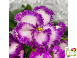 ПТ-Принцесса Ясмин (Т. Пугачева) 2019 г.