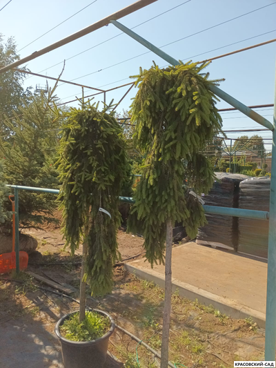 Ель Инверса - Inversa