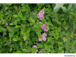 Спирея японская Литтл Принцесс Купить в красовский-сад.рф