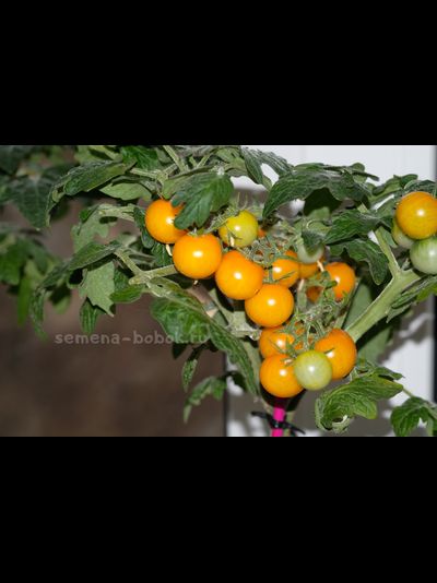 Томат Liliput Yellow (Желтый Лилипут), 10 шт