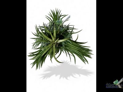Тилландсия Ionantha Fuego