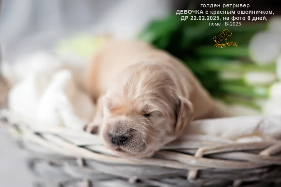 Девочка с КРАСНЫМ ошейничком, 8 дней