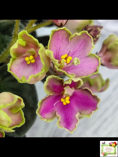 ЛЕ-Ярита (Е.Лебецкая) 2016 г.