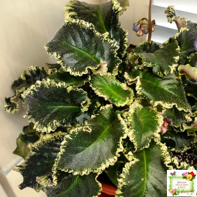 Senk's Try the Decaf (R. Follett/D. Senk) (9872) 01/30/2008 трейлер