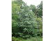 Сосна Гималайская (Pinus wallichiana) лапки, Индия, 5 мл - 100% натуральное эфирное масло