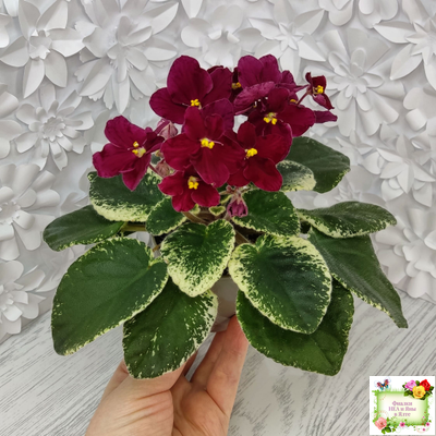 Mac's O'Scarlet O'Hara (G.McDonald) (Макс ОСкарлет Охара)