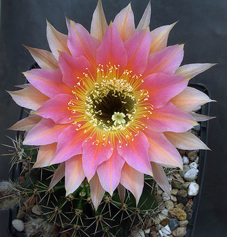 Echinopsis hybrid `Tears of Competitor` x `Ayacucho` ex Wessner (D=35-40mm)