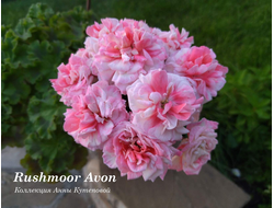 Пеларгония Эйвон фото