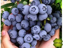 ГОЛУБИКА НОРТ БЛЮ (НИЗКОРОСЛАЯ, НЕПРИХОТЛИВАЯ) саженец 2 года