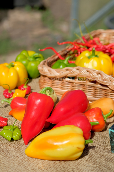 Перец сладкий Испанский Рико, 10 шт