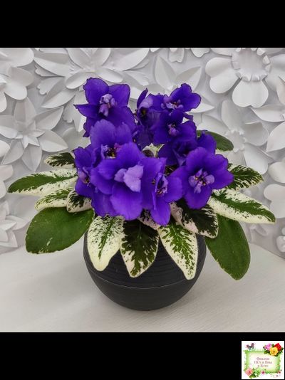 Hodss-Norway (Яна Ходченко) 2019 г. (пестролистный лонг)