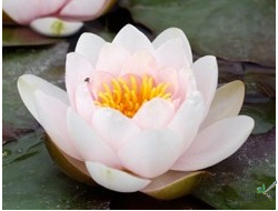 Нимфея Фабиола