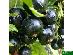 Смородина черная "Добрыня"