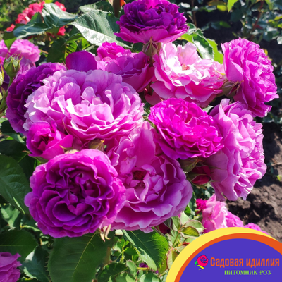 Минерва (Minerva)