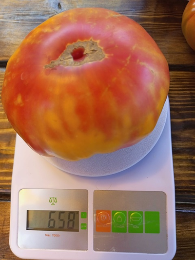 Томат Анна Мейер (Anna Meyer)