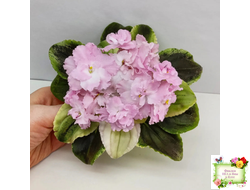 РС-Утренний Пляж (С. Репкина) 2020 г. (клакамас с кроновой пестролистностью)