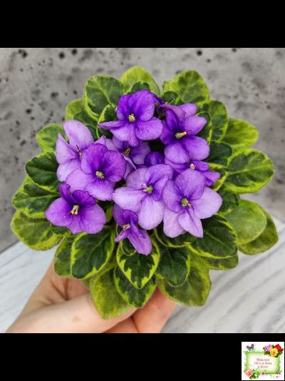 Rob's Lucky Charm (R.Robinson) 11/21/2003 (9293) листовая химера (стартер сорт)