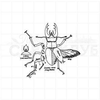 Штамп для скрапбукинга жук-олень детали