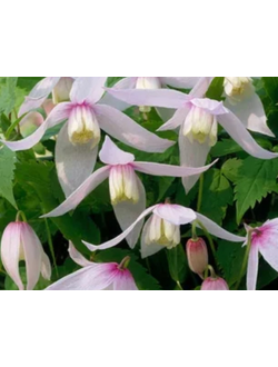 Клематис (княжик) Willy (Вилли), контейнер р9