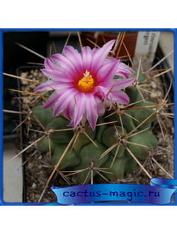 Thelocactus rinconensis v. freudenbergeri PP 1364
