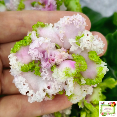 ЛЕ-Денди (Е. Лебецкая) 2011 г.