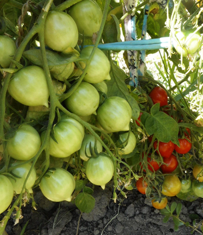 Томат Geranium Kiss-2 (Поцелуй герани- 2, от Гусева)