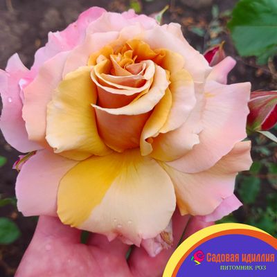 Меджик Момент (Magic Moment)