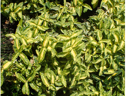 Бересклет Форчуна Golden Harlequin, C2