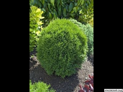 Туя Литл Чемпион - Little Champion