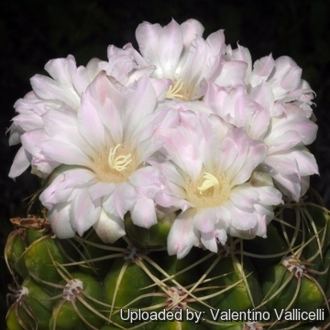 Gymnocalycium multiflorum (sensu Till, HT-2603) GN-4538 (Австрия) - D=10mm