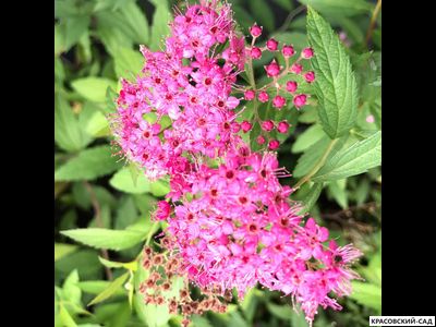 Спирея японская Мерло Голд Купить в красовский-сад.рф