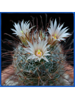 Mammillaria barbata SB 22