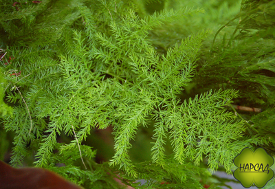 СПАРЖА (АСПАРАГУС) "ЦАРСКАЯ" (съедобная и красивая)