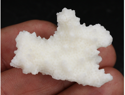 Коралл белый, коллекционный образец, Китай (40*29*18 мм, 9 г) №37629