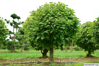 Топиар Липа мелколистная в форме шара