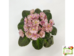 Н-Яшма (Н. Бердникова) 2015 г.