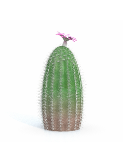 кактусы Эхиноцереус гребенчатый-01