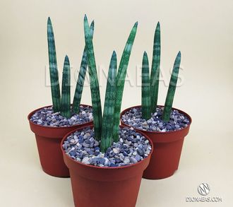 Sansevieria Cylindrica - Сансевиерия Цилиндрика, Сансевиера цилиндрическая, Африканское копье, тещин язык, щучий хвост