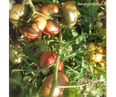 Томат Углерод (Carbon)