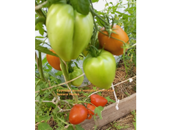Томат Суровая Дыня немцев Поволжья (Severe Melon)