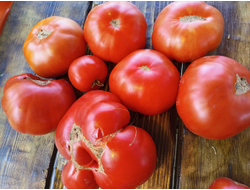 Томат Санта Лючия, (Sainte Lucie) США