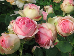 Фёрст Леди (First Lady)