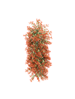 тропические Бигнония Dressed to Thrill