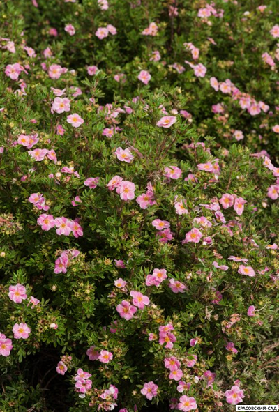 Лапчатка кустарниковая Пинк Парадайз Купить Саженцы в Москве