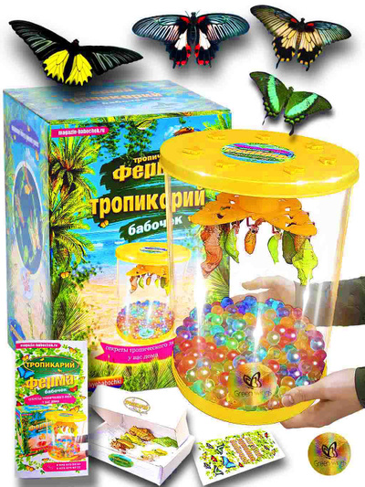 Тропикарий-ферма бабочек 4 крупных видов бабочек (бабочки от 12см, до 16см,)