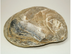 Моллюски окаменелые