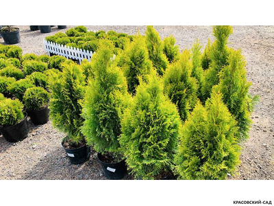 Туя Кинг Смарагд - King of Smaragd