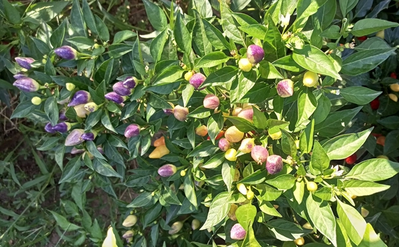 Перец острый Barra do Ribeiro
